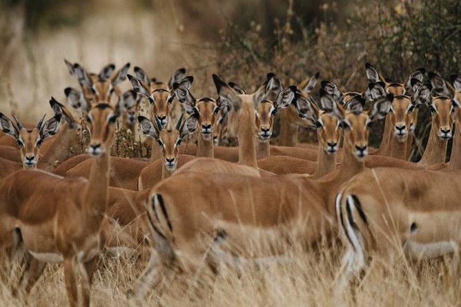 4 days Best experience Kilimanjaro Hike, Serengeti &Ngorongoro - Day 3: From Serengeti toward Ngorongoro