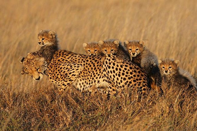 4 days Best experience Kilimanjaro Hike, Serengeti &Ngorongoro - Wildlife expectations in Serengeti and Ngorongoro