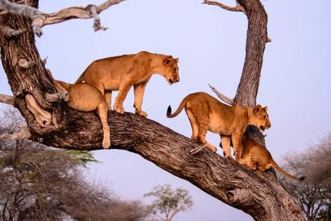 4 days Best experience Kilimanjaro Hike, Serengeti &Ngorongoro - Guides, service, and the private-tour setup
