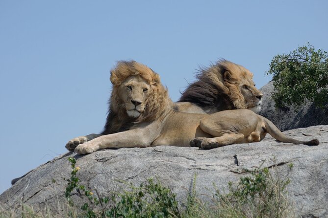 4 days Best experience Kilimanjaro Hike, Serengeti &Ngorongoro - What is included, and what you should confirm