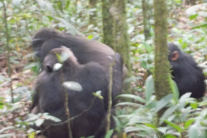 4 Days Gorilla and Chimps trek safari - Bwindi begins with a long road from Kampala