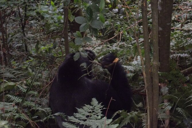 4 Days Gorilla and Chimps trek safari - Chimpanzee trekking starts early in Kibale