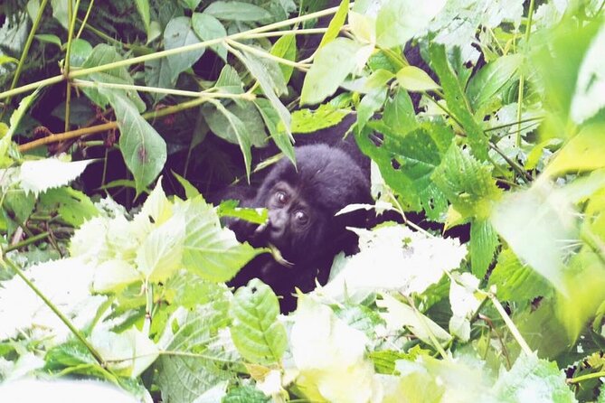 4 Days Gorilla and Chimps trek safari - Gorilla tracking in Bwindi is the centerpiece