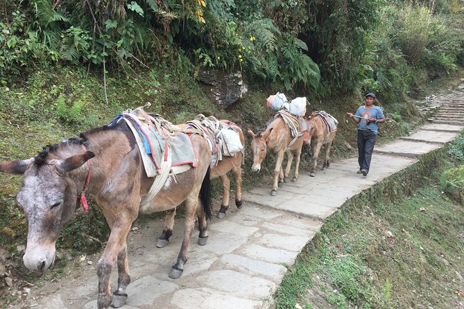 4 Days Poon Hill Trek - Ghorepani and the pre-dawn climb to Poon Hill