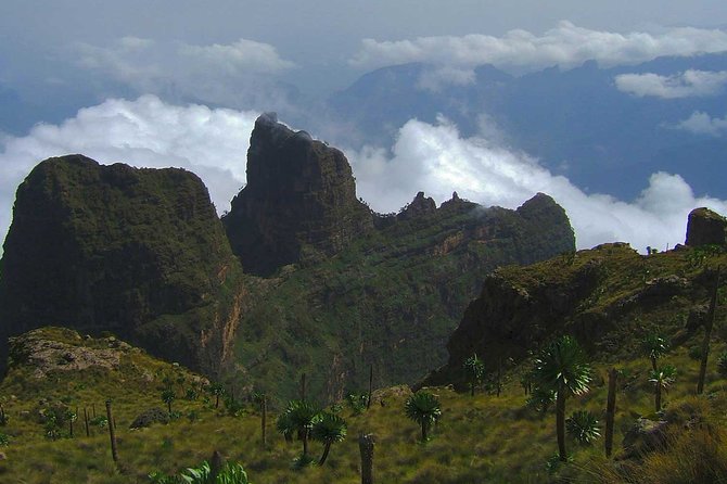 4 Days Trekking to Simien Mountain National Park - Giant lobelia and the high escarpment on day three