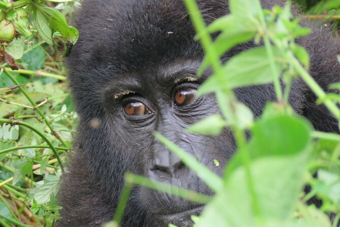 5-Day Bwindi Gorilla and Chimpanzee Trekking Safari in Uganda - Why this five-day Uganda safari works
