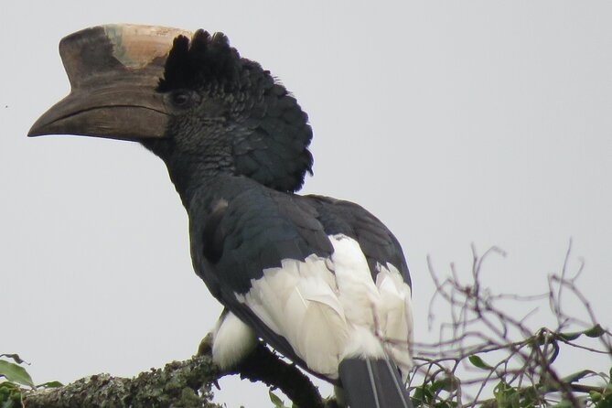 5-Day Bwindi Gorilla and Chimpanzee Trekking Safari in Uganda - Gorilla trekking is the centerpiece, but prepare for the effort