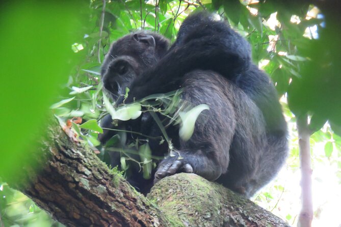 5-Day Bwindi Gorilla and Chimpanzee Trekking Safari in Uganda - Lake Bunyonyi gives you a gentler afternoon