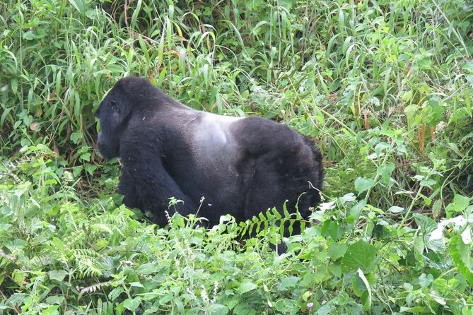 5-Day Bwindi Gorilla and Chimpanzee Trekking Safari in Uganda - Bigodi Wetlands gives day one a local start