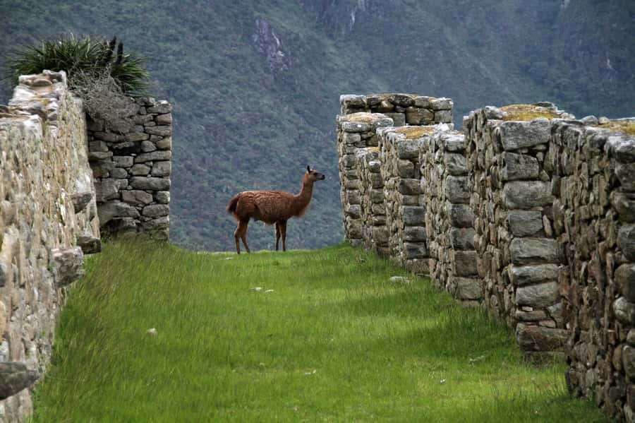 5-Day Classic Salkantay Trek to Machu Picchu return by Train - Day two: Crossing Abra Salkantay