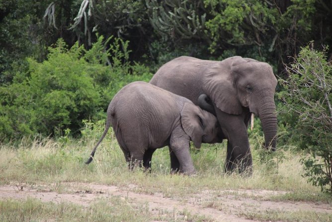 5 Day Gorillas, Wildlife and Kalinzu Forest Chimp Trek - Day four: big animals and the Kazinga Channel