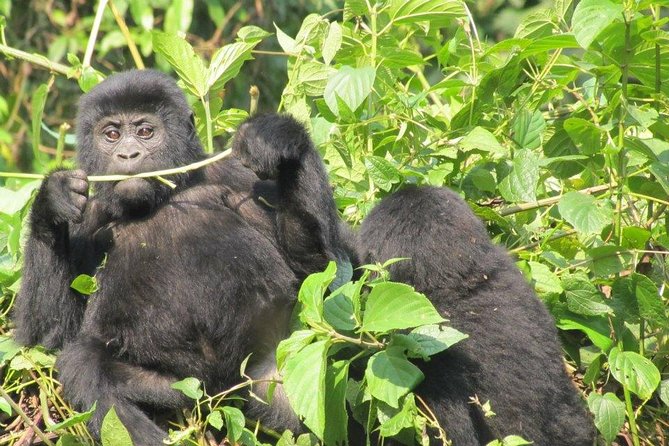 5 Day Gorillas, Wildlife and Kalinzu Forest Chimp Trek - What the $2,780 price really covers