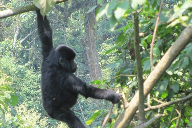 5 Day Gorillas, Wildlife and Kalinzu Forest Chimp Trek - Guides, driving, and the practical details that matter