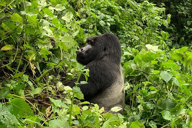 5 Day Gorillas, Wildlife and Kalinzu Forest Chimp Trek - Day one: the long road from Entebbe to Bwindi