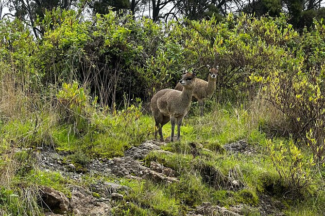 5-Day Northern Ethiopia Tour : 3D Simien Mountains Trek & Axum. - Sankober to Geech follows rivers and waterfalls