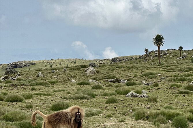 5-Day Northern Ethiopia Tour : 3D Simien Mountains Trek & Axum. - Should you book it?