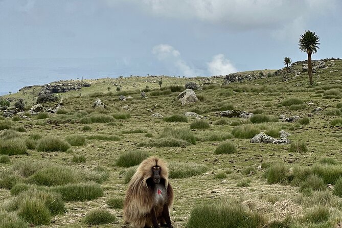 5-Day Northern Ethiopia Tour : 3D Simien Mountains Trek & Axum. - Day 2 is the weakest part of the plan