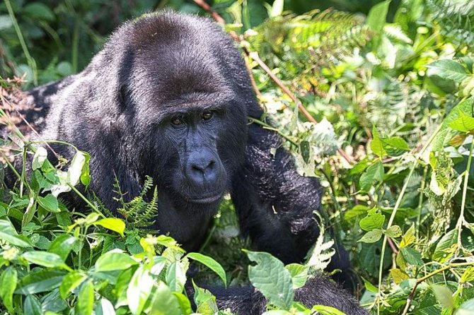 5-Day Pearl of Africa Chimps and Gorilla Trekking Safari - Key Points Before You Book