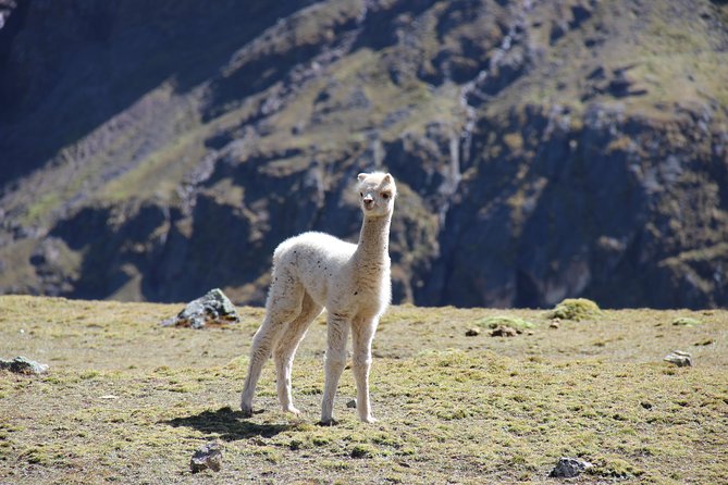 5 Day - Salkantay trek to Machu Picchu - Group Service - Day 3: Water, tropical plants, and hot springs
