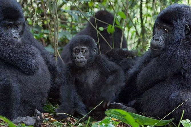 5 Days Bwindi gorilla trekking and Queen Elizabeth safari - Day 1: Arriving in Entebbe and settling in Kampala