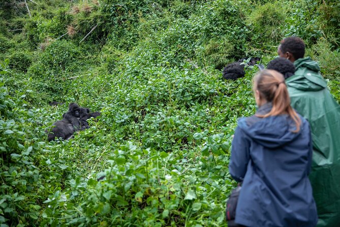 5 Days Gorilla and Chimpanzee Trekking in Uganda - Key points to know before booking