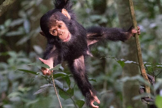 5 Days Gorilla and Chimpanzee Trekking in Uganda - Bigodi Wetlands: a slower afternoon