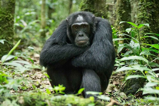 5 Days Gorilla and Chimpanzee Trekking in Uganda - Day 3: the long move to Bwindi