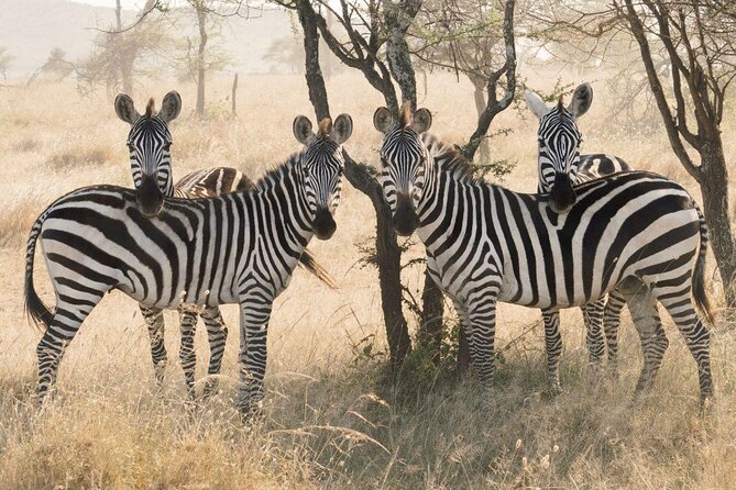 5 days safari, hiking & culture (Serengeti & kilimanjaro) - Key points to know before booking