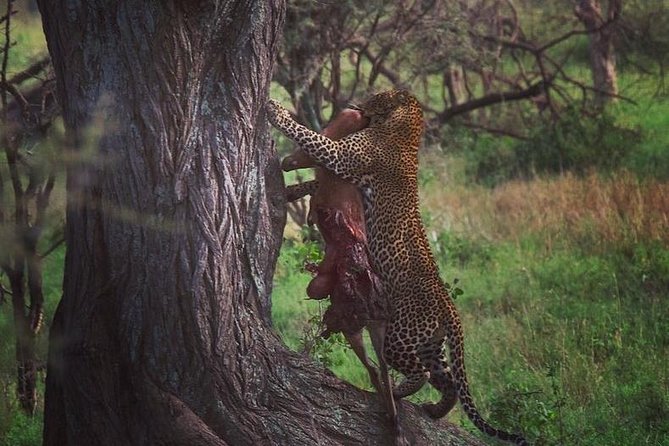 5 days safari, hiking & culture (Serengeti & kilimanjaro) - Seronera and the Serengeti after sunset