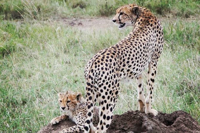 5 days safari, hiking & culture (Serengeti & kilimanjaro) - An early Seronera game drive and the road out