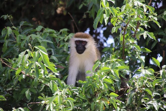 6 Day Gorillas, Golden Monkeys and Chimp Trek at Kibale - Three primate treks in six days