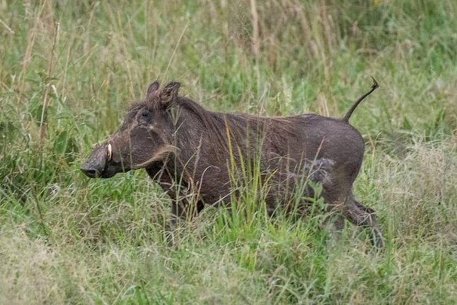 6 Day Gorillas, Golden Monkeys and Chimp Trek at Kibale - Day 3: Wildlife on the Kasenyi plains, then Bwindi