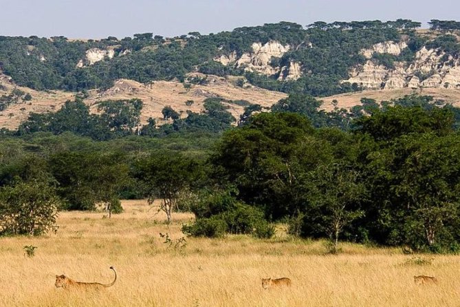 6-Day Murchison Falls, Chimp Trekking and Big Game Combo - Three parks, one busy six-day safari