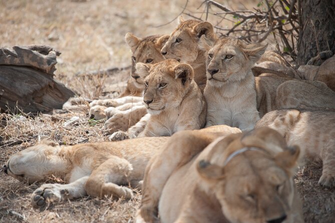 6-day Private Camping Safari Tour from Kilimanjaro Airport - What a six-day northern Tanzania safari feels like