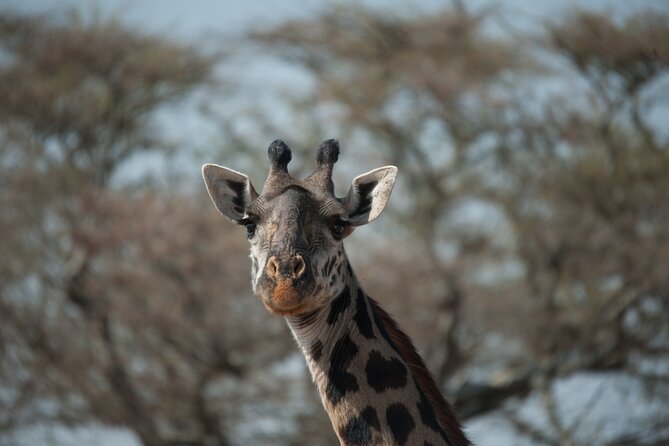 6-day Private Camping Safari Tour from Kilimanjaro Airport - Day 2: The long road into Serengeti National Park