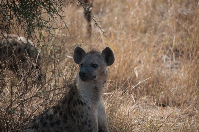 6-day Private Camping Safari Tour from Kilimanjaro Airport - Days 3 and 4: Two chances to explore central Serengeti