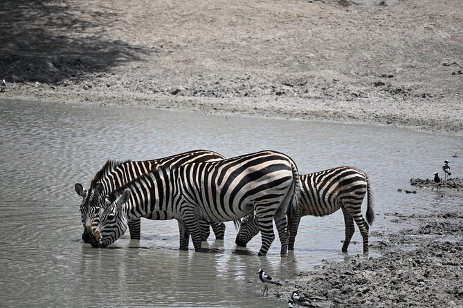 6-day Private Camping Safari Tour from Kilimanjaro Airport - The guide can make or break the safari