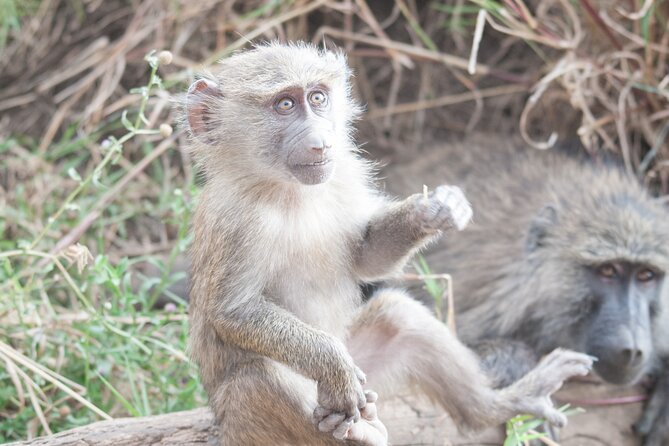 6-day Private Camping Safari Tour from Kilimanjaro Airport - Day 1: Tarangire and the elephants at Lilac Campsite