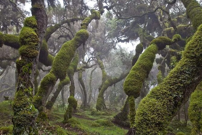 6 Days Bale Mountains Trekking - Key points at a glance