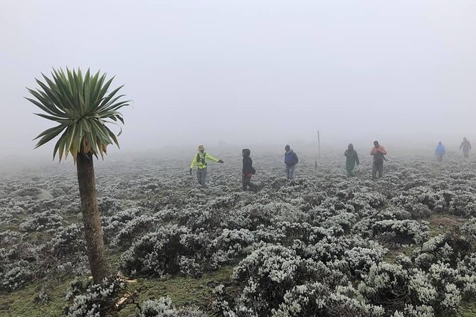 6 Days Bale Mountains Trekking - Why Bale Mountains makes a memorable trek
