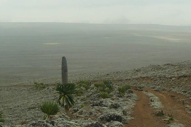 6 Days Bale Mountains Trekking - Day 6: A short transfer back to Addis Ababa
