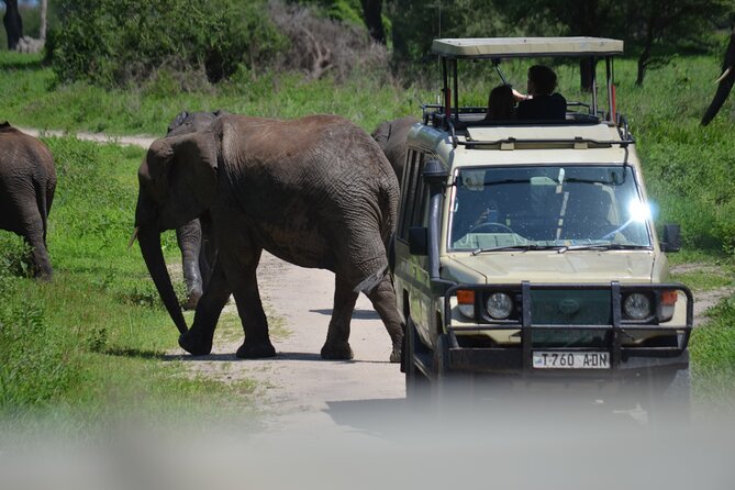 6 Days best adventure kilimanjaro ,Tarangire ,Serengeti &Ngorongoro crater - Day 1: Lake Manyara’s birds, forest, and tree-climbing lions
