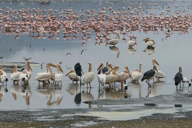 6 Days best adventure kilimanjaro ,Tarangire ,Serengeti &Ngorongoro crater - Day 5: Tarangire’s elephant country