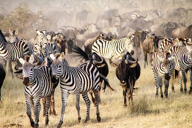 6 Days best adventure kilimanjaro ,Tarangire ,Serengeti &Ngorongoro crater - What the $1,325 price really covers