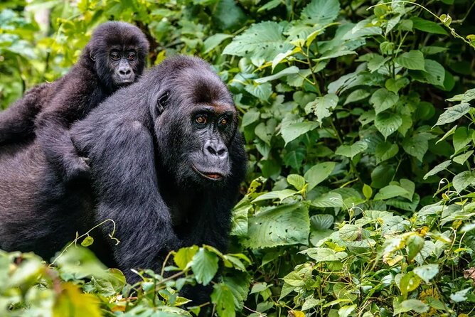 6 Days Uganda Gorilla, Chimps Trekking and Wildlife Safari - Day 5: Game drive and Kazinga Channel cruise
