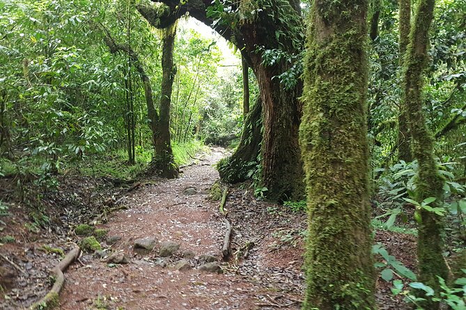 7-Day Mountain Climbing in Machame Route - Day 4: the Barranco Wall and Karanga Valley