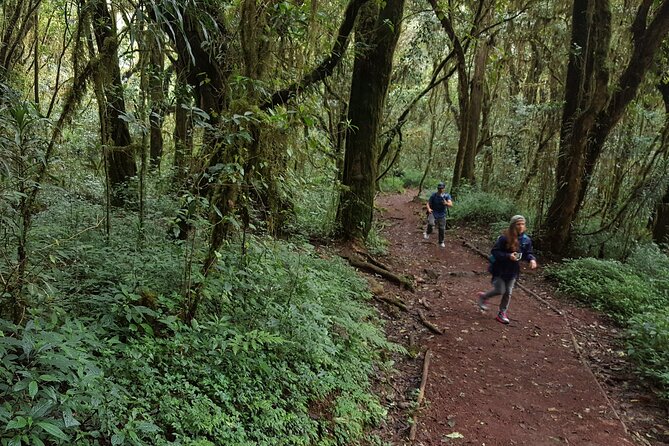 7-Day Mountain Climbing in Machame Route - Day 7: the forest return to Mweka Gate