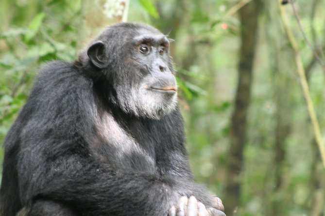 7-Day Murchison Falls, Chimps & Gorilla Trekking - From Entebbe to Murchison Falls