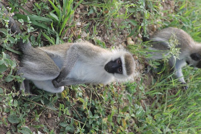 7-Day Murchison Falls, Chimps & Gorilla Trekking - The return to Entebbe