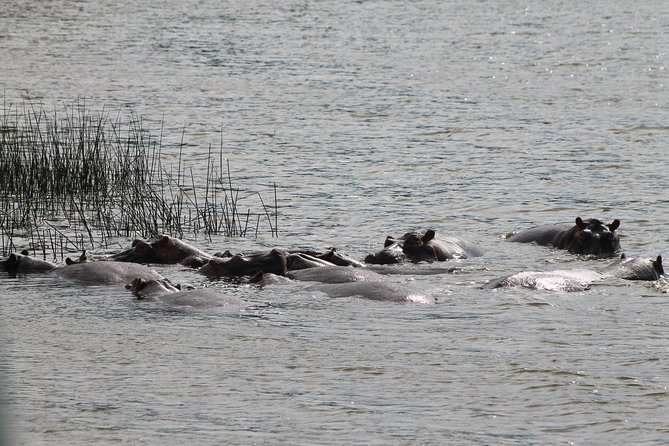 7-Day Murchison Falls, Chimps & Gorilla Trekking - Chimpanzees in Budongo Forest